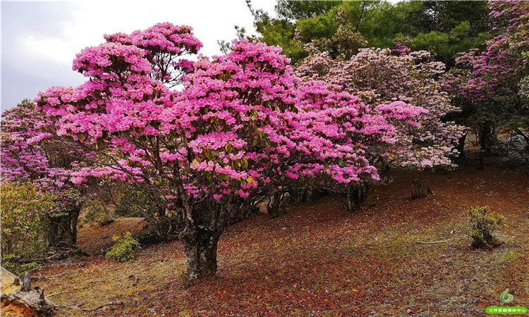 青巖山杜鵑花開漫山野 大美蘭坪等你來！