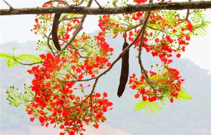 怒江旅游 鳳凰花開(kāi)紅似火，峽谷賞花正當(dāng)時(shí)